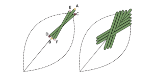 instruction guide for the leaf stitch